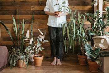 Person Wearing White Dress Shirt Holding Potted Plant