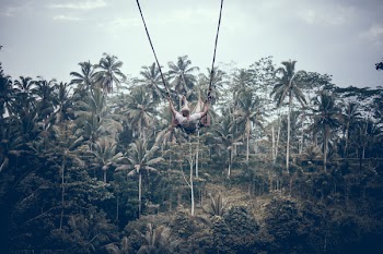Person Wearing White Shirt Riding Gray Swing Background of Trees