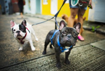 Person With One Black and One White French Bulldogs