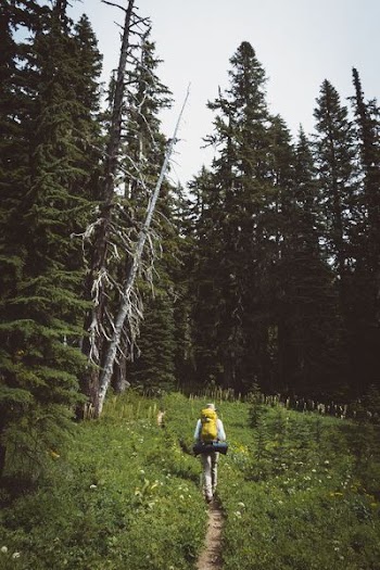 person with yellow hiking backpack walking in between grass with pine trees ahead during daytime