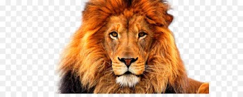 Personality Child English Myers–Briggs Type Indicator - Lion PNG 