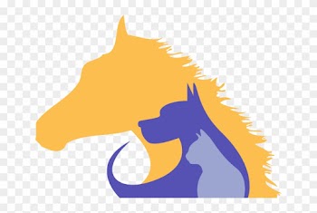 Perth Vet Services Offering Vaccinations Preventative - Horse