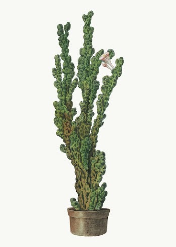 Peruvian apple cactus illustration, aesthetic | Free Vector Illustration - rawpixel