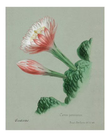Peruvian apple cactus vintage art | Free Photo - rawpixel