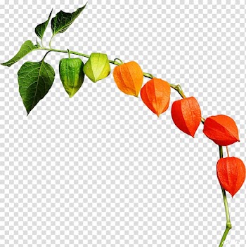 Peruvian groundcherry Chinese lantern Autumn Nightshade , autumn transparent background PNG clipart