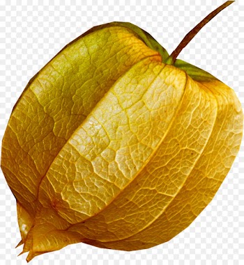 Peruvian groundcherry Chinese lantern Vegetarian cuisine Fruit Clip art -  