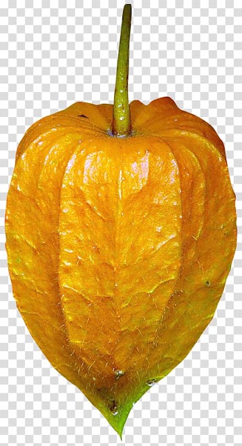 Peruvian groundcherry Citron Plant, plant transparent background PNG clipart