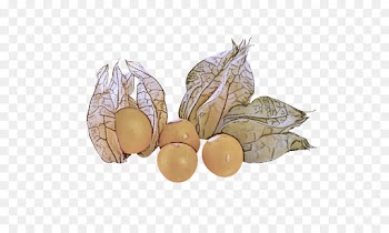 peruvian groundcherry fruit leaf plant nut