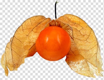 Peruvian groundcherry Physalis angulata Strawberry groundcherry Nightshade, Watercolor lanterns transparent background PNG clipart