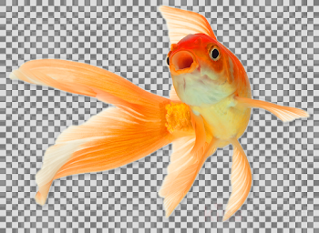 Pet, Cat, Fish, transparent png image & clipart free download