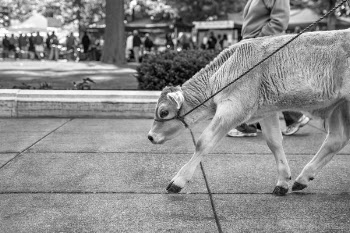 Pet Cow Free Photo 