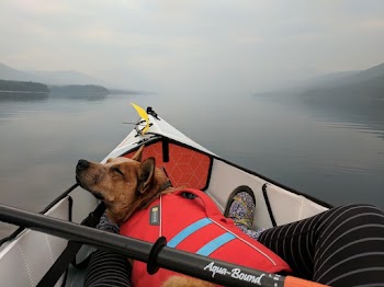 Pet Dog Laying Down On Boat
