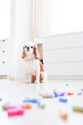 Pet Dog Sitting Down on Floor
