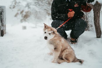 pet dog sitting down on snow