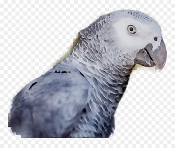 Pet, Feather, Beak, Bird, Vertebrate PNG