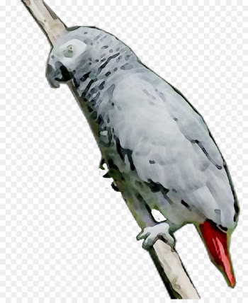 Pet Feather Parakeet Beak Fauna -  