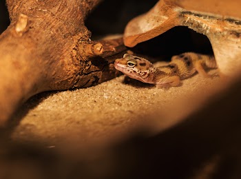 Pet Gecko Near Tree Log