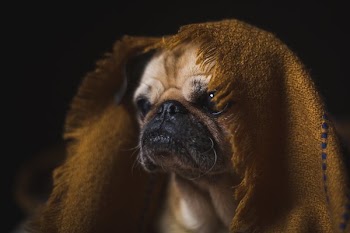 Pet Keeping Warm