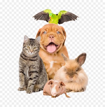 Pet sitting Dog Cat Puppy - Puppy Kitten Bunny 