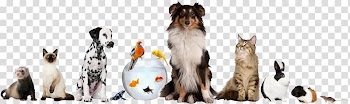 Pet sitting Dog daycare Cat, animals transparent background PNG clipart