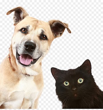 Pet sitting Dog daycare Veterinarian - Pictures of dogs and cats 