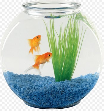 Pet sitting Oranda Aquarium Fish - fish bowl 