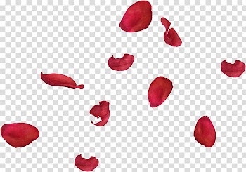 Petal Abstraction White Rose , rose transparent background PNG clipart