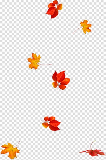 Petal Autumn leaf color Autumn leaf color , Leaf transparent background PNG clipart