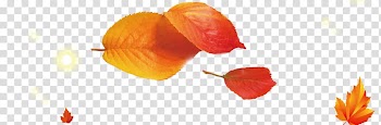 Petal Birthday Computer , leaf transparent background PNG clipart