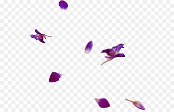 Petal Centerblog Flower Image Portable Network Graphics -  