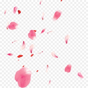 Petal Cherry blossom - Free floating cherry blossom petals png pull material 