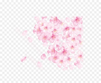 Petal Cherry blossom Pink - Cherry blossom petals 