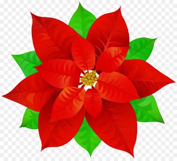 Petal, Christmas Ornament, Cut Flowers, Flower, Poinsettia PNG