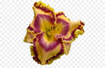Petal Clip art Portable Network Graphics Irises Flower - daylilies 