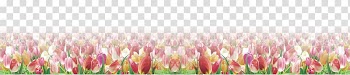 Petal Close-up Computer , Tulip flowers transparent background PNG clipart