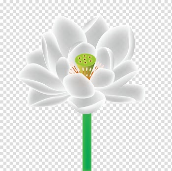 Petal Close-up Flowering plant Computer , white lotus transparent background PNG clipart