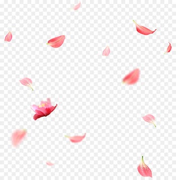 Petal - Creative wedding petals falling 