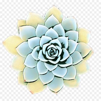 Petal, Cut Flowers, Flower, Echeveria PNG