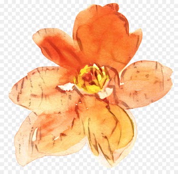 Petal, Cut Flowers, Flower, Orange PNG