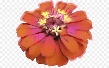 Petal, Cut Flowers, Flower, Orange PNG