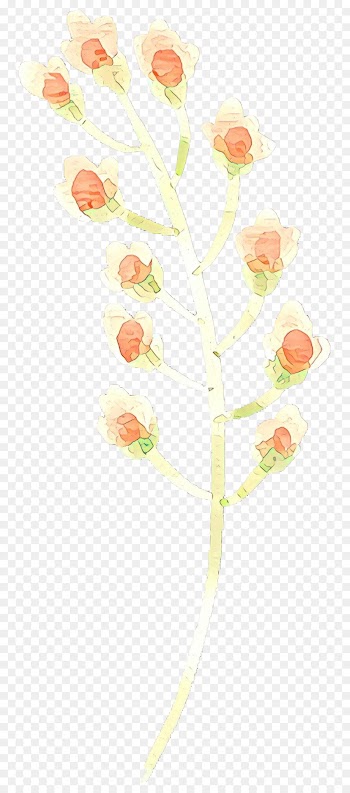 Petal, Cut Flowers, Plant Stem, Flower, Pink PNG