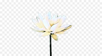 Petal, Cut Flowers, Plant Stem, White, Flower PNG