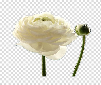 Petal Cut flowers White Plant stem, White Rose Creative transparent background PNG clipart