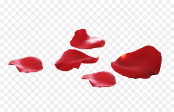 Petal Download Flower - Rose petal 