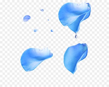 Petal Flower Beach rose Blue rose - Rose petals drift 