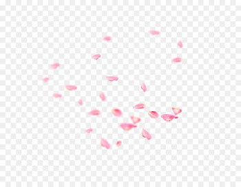 Petal Flower - Falling Petals 
