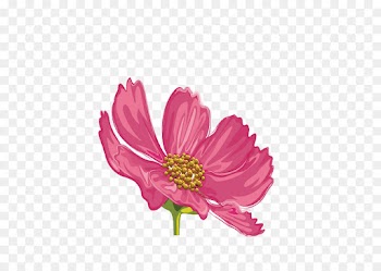 Petal, Flower, Floral Design, Flowering Plant PNG