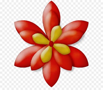 petal flower frangipani plant