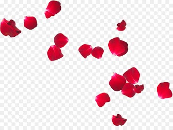 Petal Flower Frans Verwerft En Zonen Rose - petals 