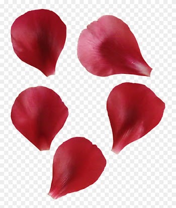Petal Flower Leaf - Portable Network Graphics
